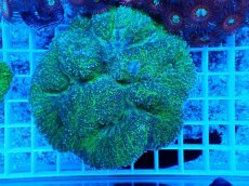 画像1: No.19 ハナガタサンゴ　グリーン (1)