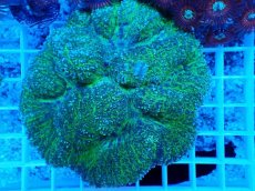 画像2: No.19 ハナガタサンゴ　グリーン (2)