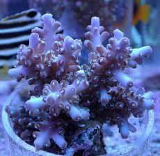 画像2: No.1 フィジー産 浅場ミドリイシ (2)