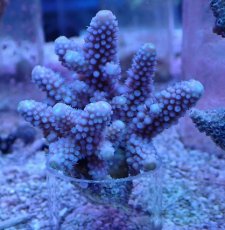 画像1: No.2 フィジー産 浅場ミドリイシ (1)