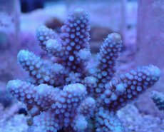 画像2: No.2 フィジー産 浅場ミドリイシ (2)