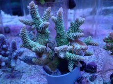 画像1: No.3 フィジー産 浅場ミドリイシ (1)