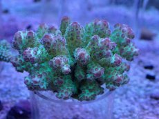 画像1: No.4 フィジー産 浅場ミドリイシ (1)