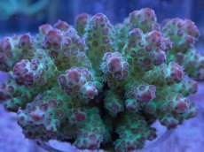 画像2: No.4 フィジー産 浅場ミドリイシ (2)