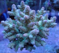 画像1: No.5 フィジー産 浅場ミドリイシ (1)