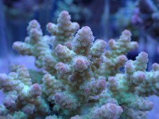 画像2: No.5 フィジー産 浅場ミドリイシ (2)