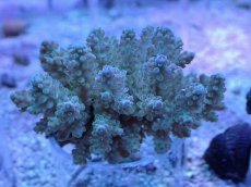 画像1: No.6 フィジー産 浅場ミドリイシ (1)