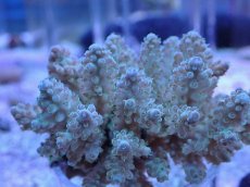 画像2: No.6 フィジー産 浅場ミドリイシ (2)