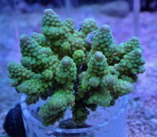 画像1: No.7 フィジー産 浅場ミドリイシ (1)