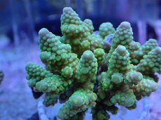 画像2: No.7 フィジー産 浅場ミドリイシ (2)