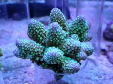 画像1: No.8 フィジー産 浅場ミドリイシ (1)