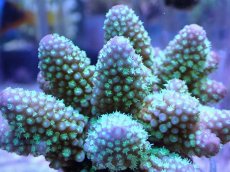 画像2: No.8 フィジー産 浅場ミドリイシ (2)