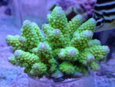 画像1: No.9 フィジー産 浅場ミドリイシ (1)