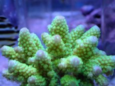 画像2: No.9 フィジー産 浅場ミドリイシ (2)