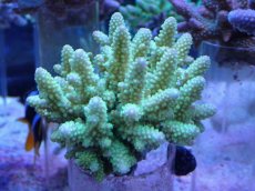 画像1: No.10 フィジー産 浅場ミドリイシ (1)