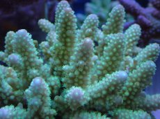 画像2: No.10 フィジー産 浅場ミドリイシ (2)