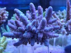 画像1: No.11 フィジー産 浅場ミドリイシ (1)