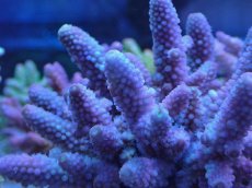 画像2: No.11 フィジー産 浅場ミドリイシ (2)