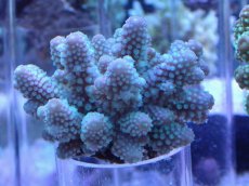 画像1: No.12 フィジー産 浅場ミドリイシ (1)