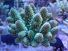 画像1: No.13 フィジー産 浅場ミドリイシ (1)