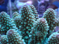 画像2: No.13 フィジー産 浅場ミドリイシ (2)