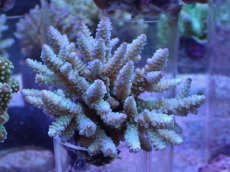 画像1: No.14 フィジー産 浅場ミドリイシ (1)