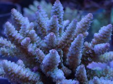 画像2: No.14 フィジー産 浅場ミドリイシ (2)