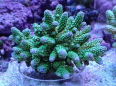 画像1: No.15 フィジー産 浅場ミドリイシ (1)