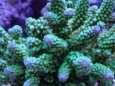 画像2: No.15 フィジー産 浅場ミドリイシ (2)