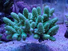 画像1: No.16 フィジー産 浅場ミドリイシ (1)