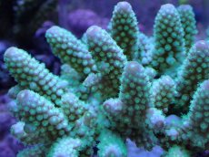 画像2: No.16 フィジー産 浅場ミドリイシ (2)