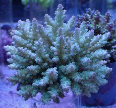 画像1: No.17 フィジー産 浅場ミドリイシ (1)