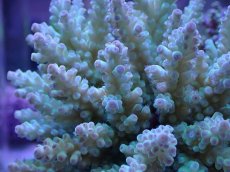 画像2: No.17 フィジー産 浅場ミドリイシ (2)