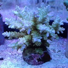 画像1: No.18 フィジー産 浅場ミドリイシ (1)