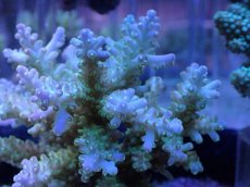 画像2: No.18 フィジー産 浅場ミドリイシ (2)