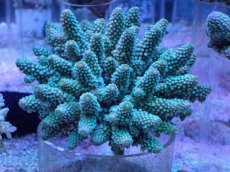 画像1: No.19 フィジー産 浅場ミドリイシ (1)