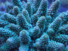 画像2: No.19 フィジー産 浅場ミドリイシ (2)