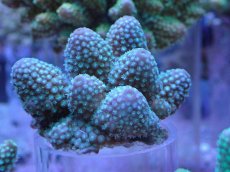 画像2: No.20 フィジー産 浅場ミドリイシ (2)