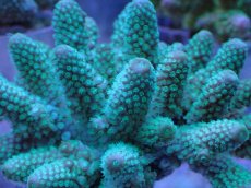 画像2: No.21 フィジー産 浅場ミドリイシ (2)