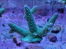 画像1: No.22 フィジー産 浅場ミドリイシ (1)