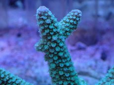 画像2: No.22 フィジー産 浅場ミドリイシ (2)