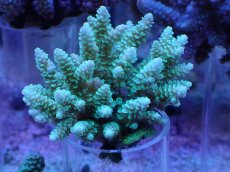 画像1: No.23 フィジー産 浅場ミドリイシ (1)