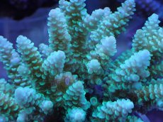 画像2: No.23 フィジー産 浅場ミドリイシ (2)