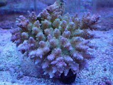 画像1: No.24 フィジー産 浅場ミドリイシ (1)