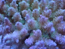 画像2: No.24 フィジー産 浅場ミドリイシ (2)