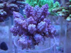 画像1: No.25 フィジー産 浅場ミドリイシ (1)