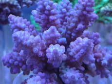 画像2: No.25 フィジー産 浅場ミドリイシ (2)