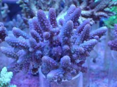 画像1: No.26 フィジー産 浅場ミドリイシ (1)