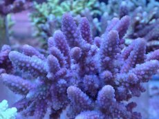 画像2: No.26 フィジー産 浅場ミドリイシ (2)