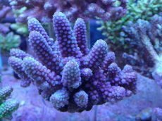 画像1: No.27 フィジー産 浅場ミドリイシ (1)